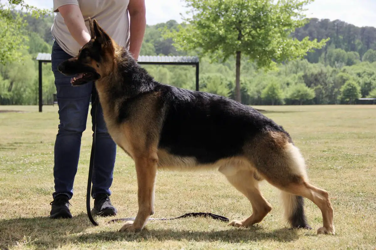 Owl Grove’s Hold The Line