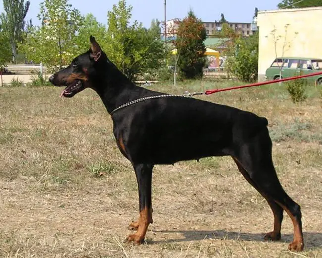 Ak-Yar Raymonda