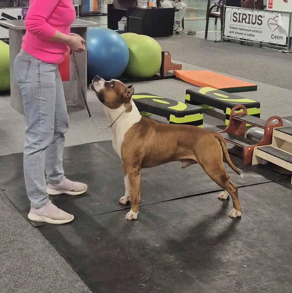 Style Smile Ruby Rodd