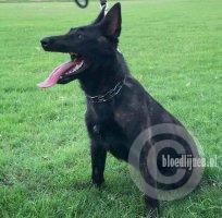 Kya van Protectionk9sww