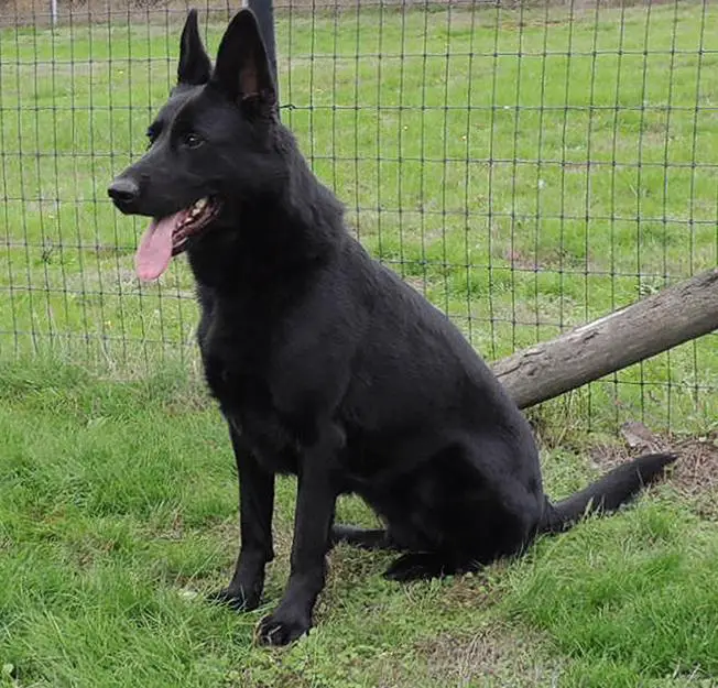 Franka von Schraderhaus