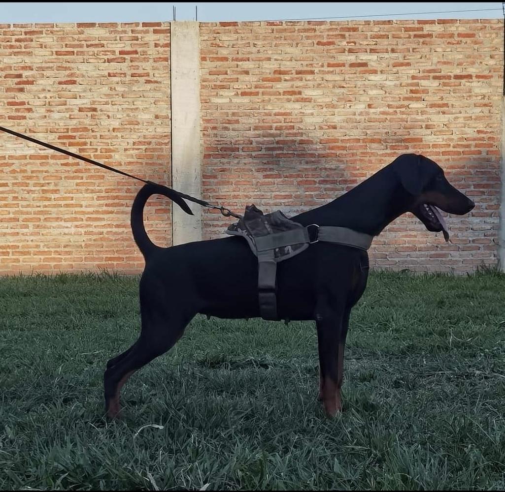 Ameraah fossa dei leoni
