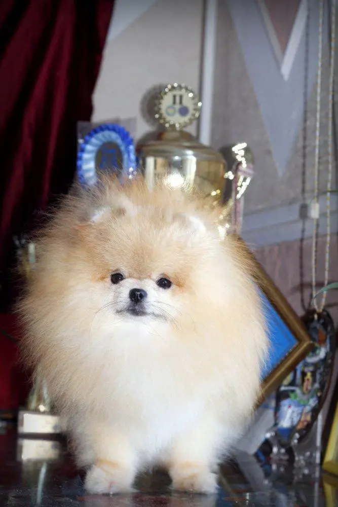 Super Glamour Queen Boy