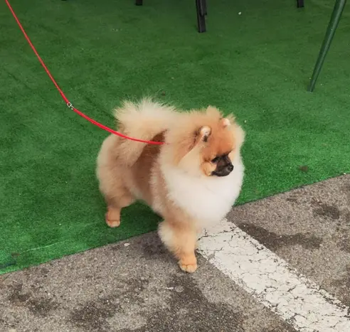 Corado Bella Chow