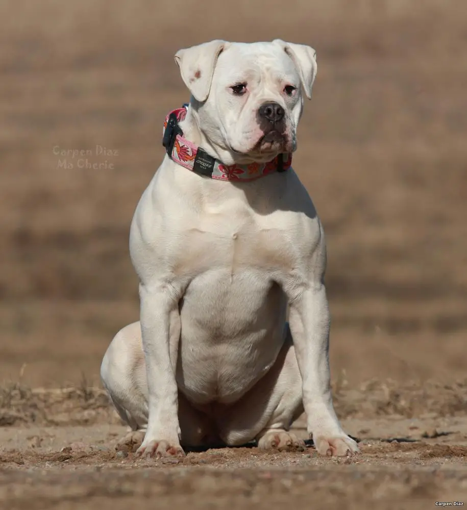 Carpen Diaz Ma Cherie