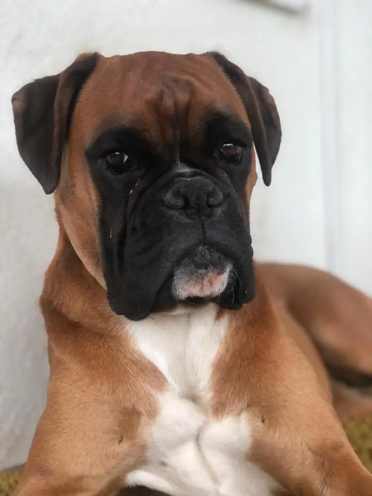 Hermione Valahus Kennel