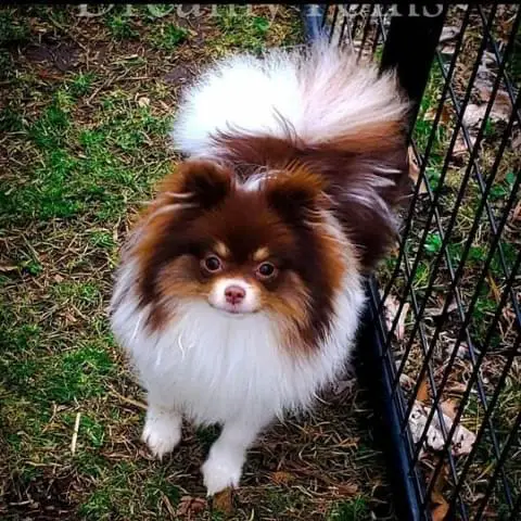 Dreamy Poms Mocha Doodle