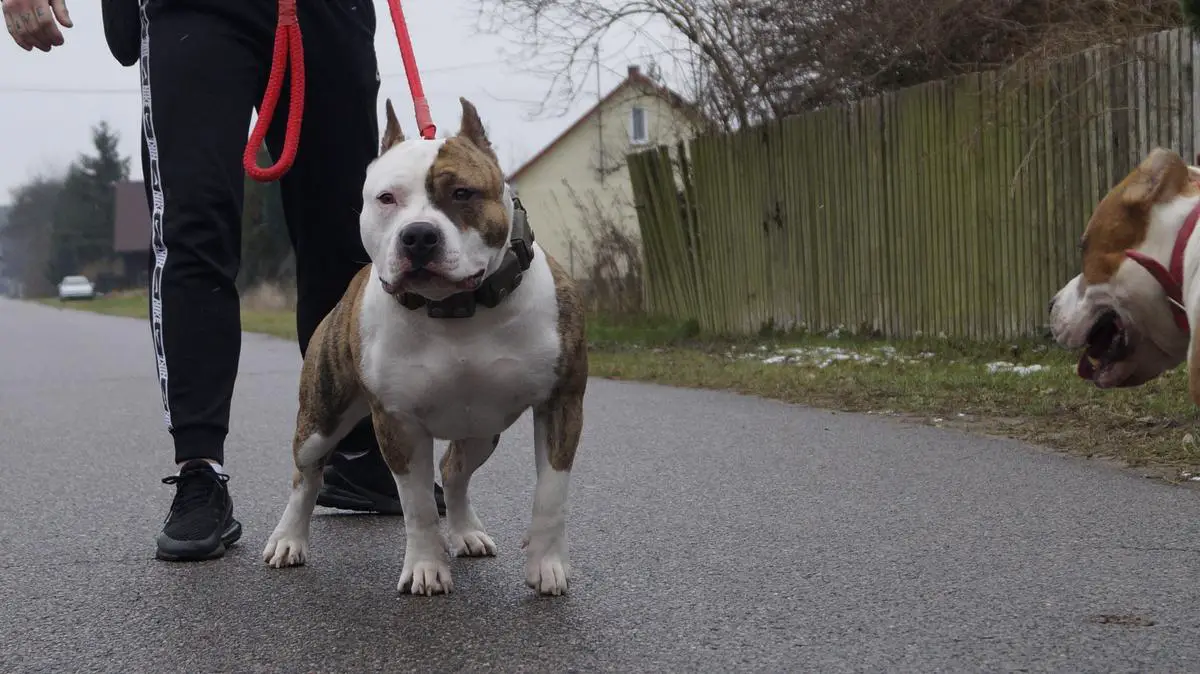 Fci american staffordshire best sale terrier