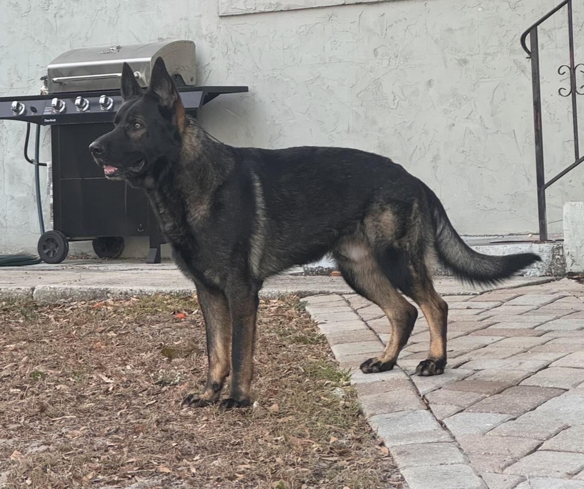 Otto Vom Herren Hirten