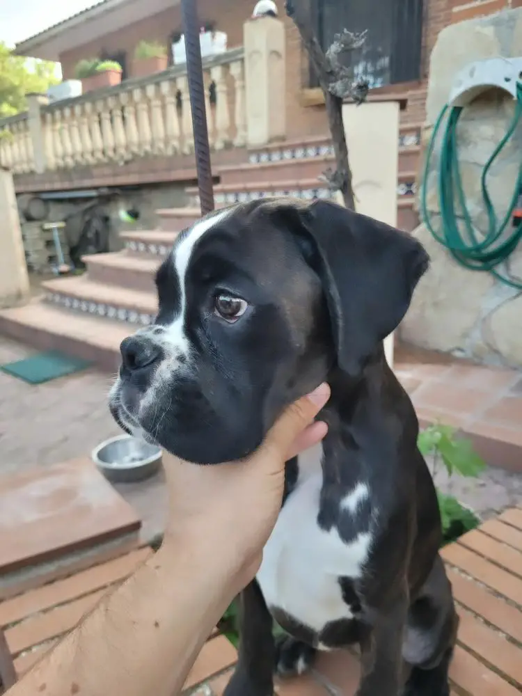 Salma de Oliva Verde