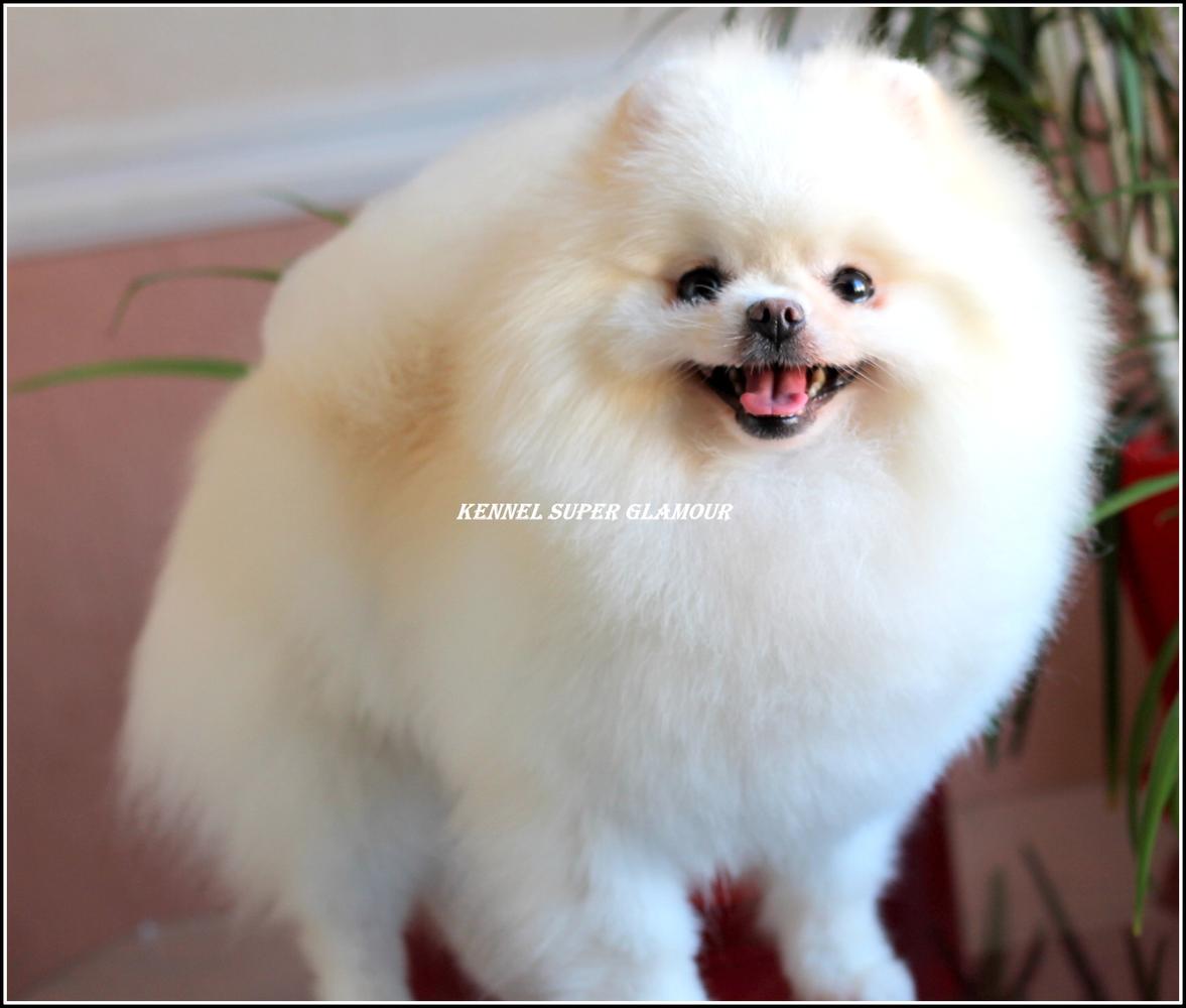 Viva White Pom Angel