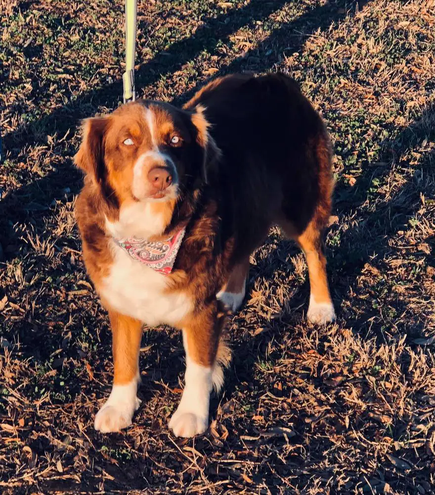Unbridled Pepper Rose of Hawk Hill Australian Shep