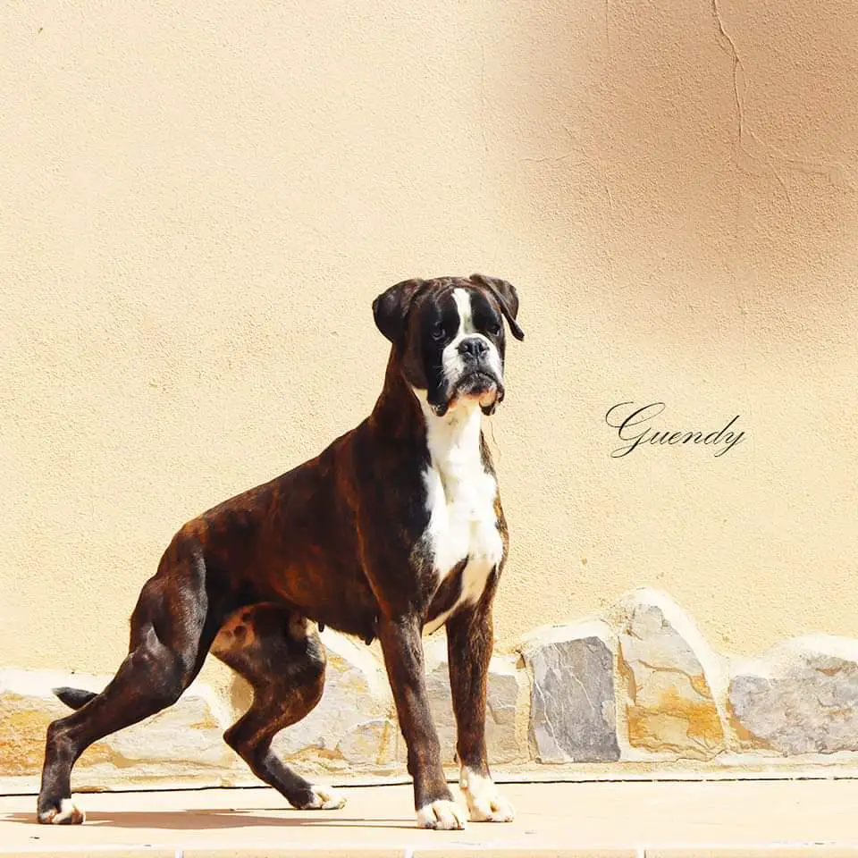 Guendy de Alkiba