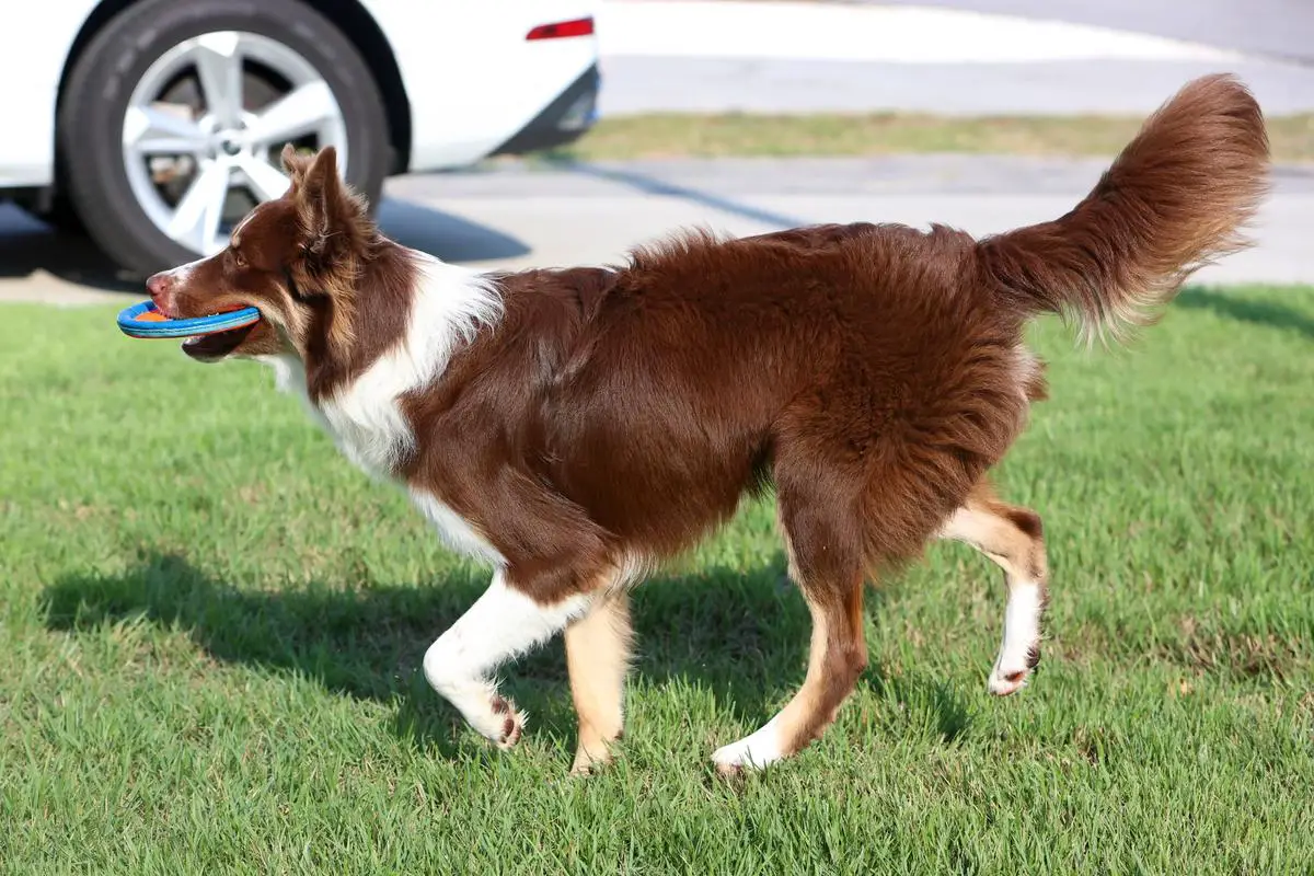 Cross Creek’s Caruso