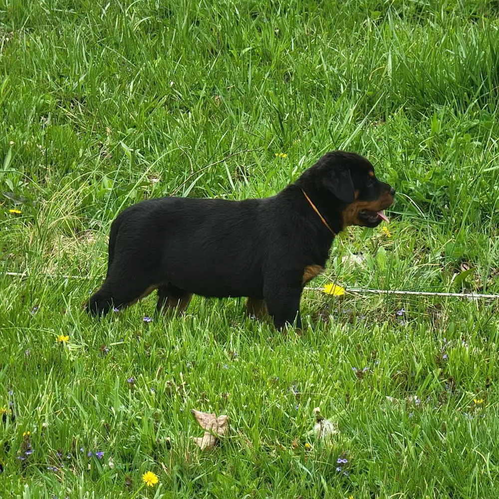 Hausdermacht's Tina