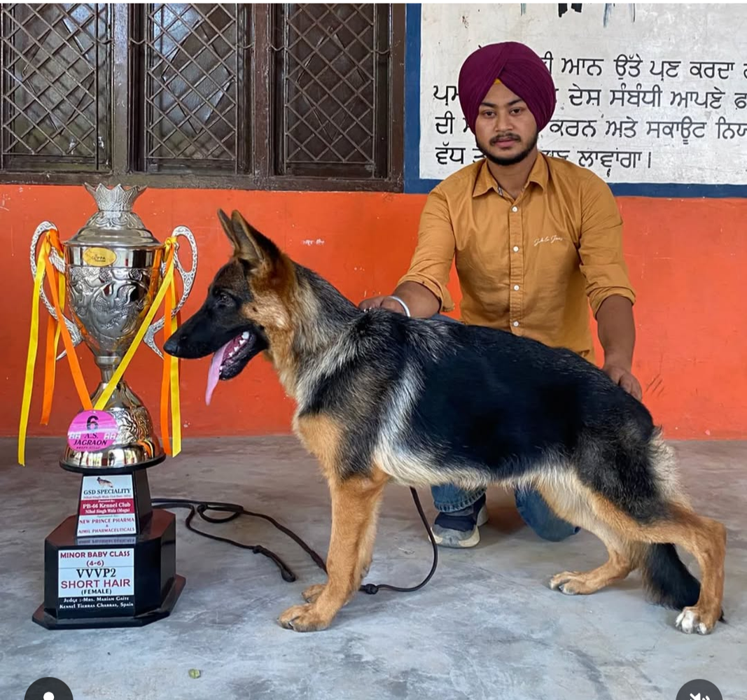 Rosel of Nidhi kennel