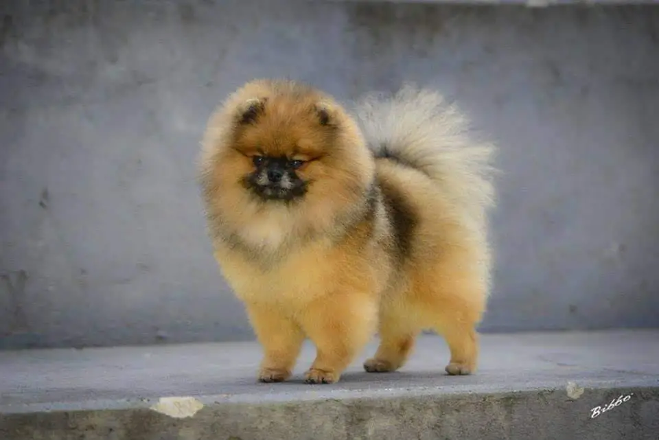 Lupus Golden Poms Don't Ask Why