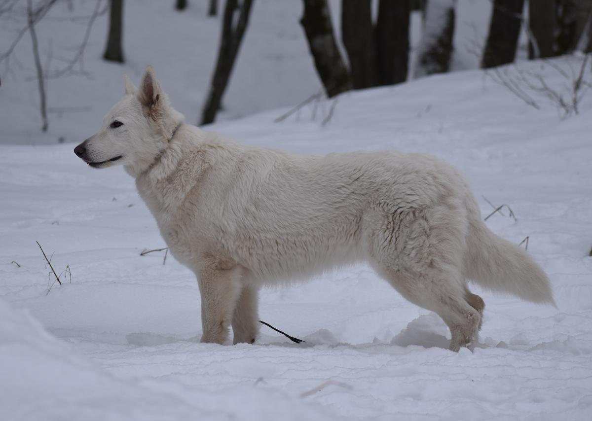 ALFA Biały Wilk FCI (Canta Lupa FCI Kennel)
