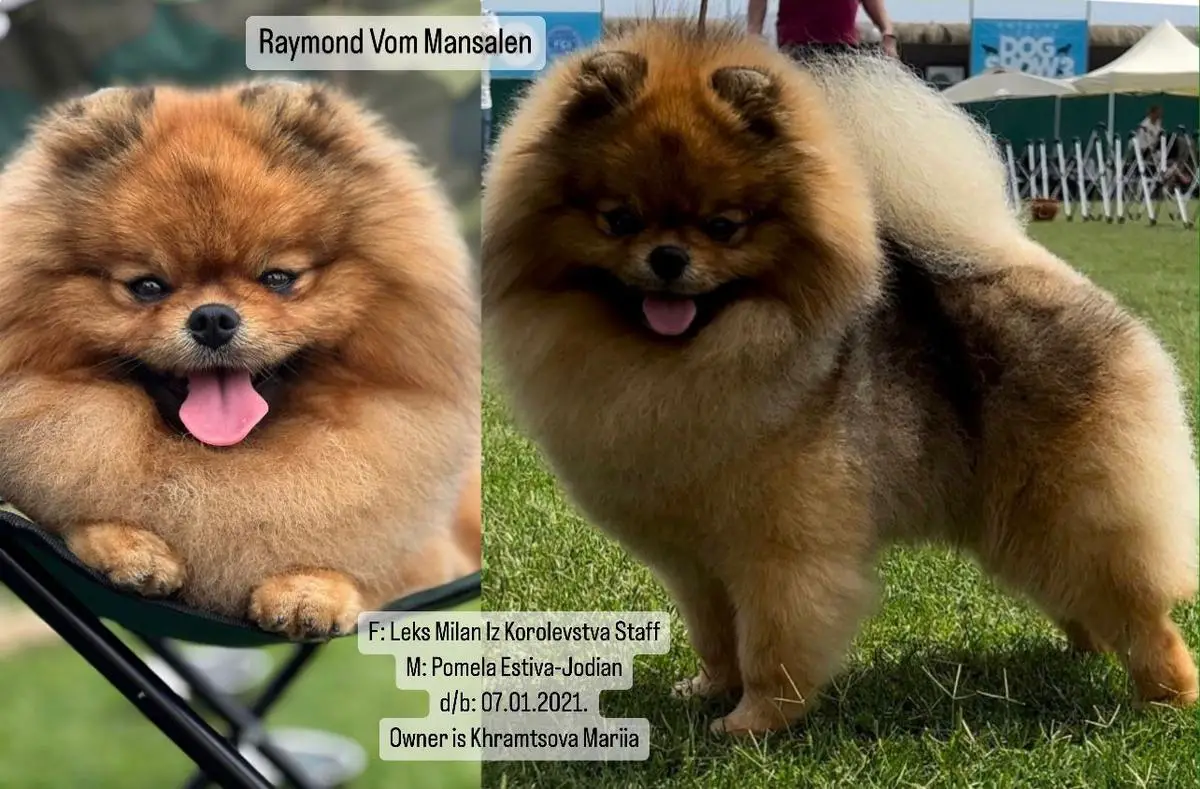 Raymond Vom Mansalen