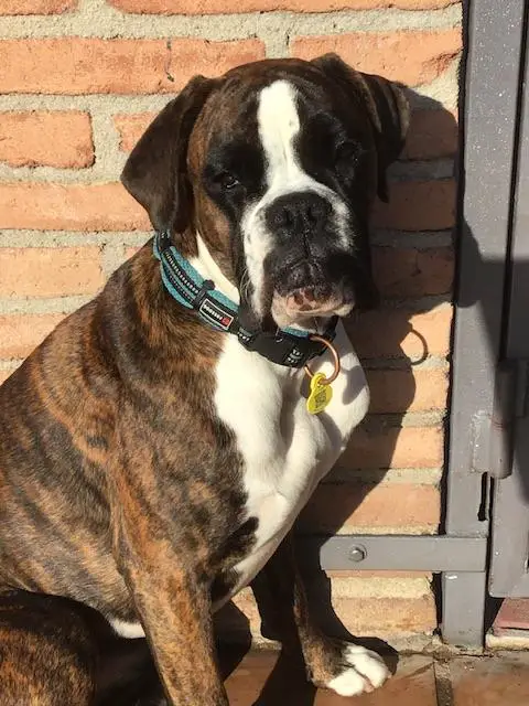 Dara De Los Morritos