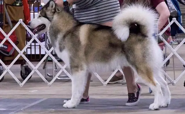 Illusion malamutes best sale