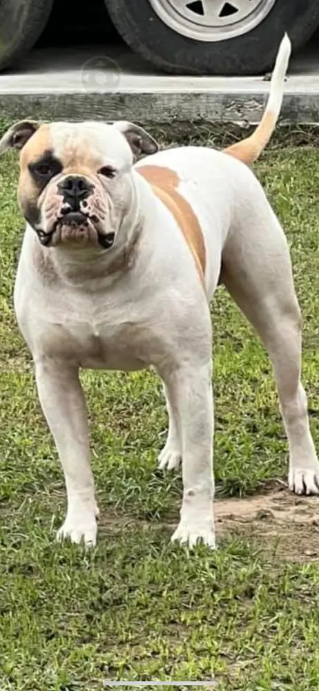 Otis Rexland Williams