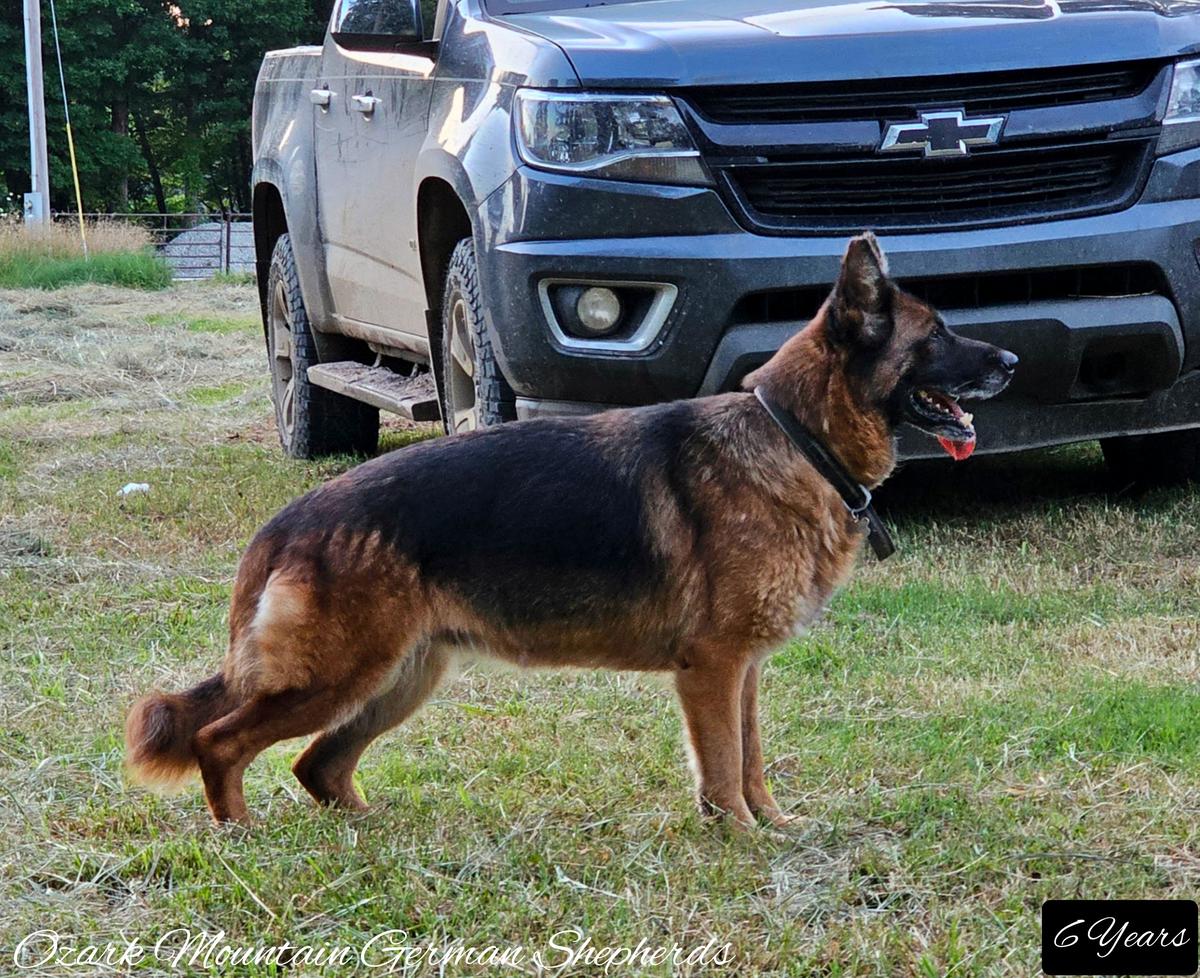 Jessie of Ozark Mountain German Shepherds