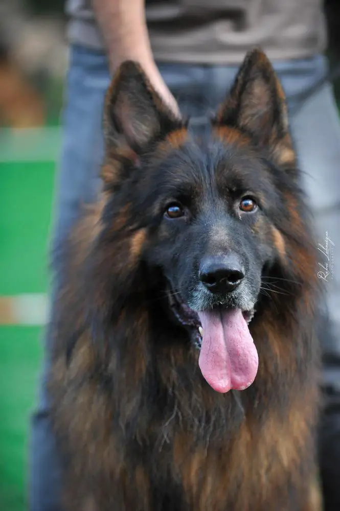 Pablo l'étoile de Fouka