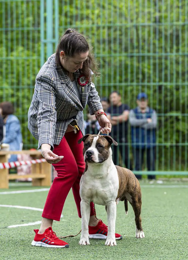 Zhanar Gordy Iz Doma Lankaster