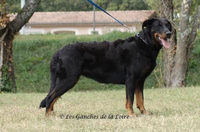 Douchka des Ganches de la Loire