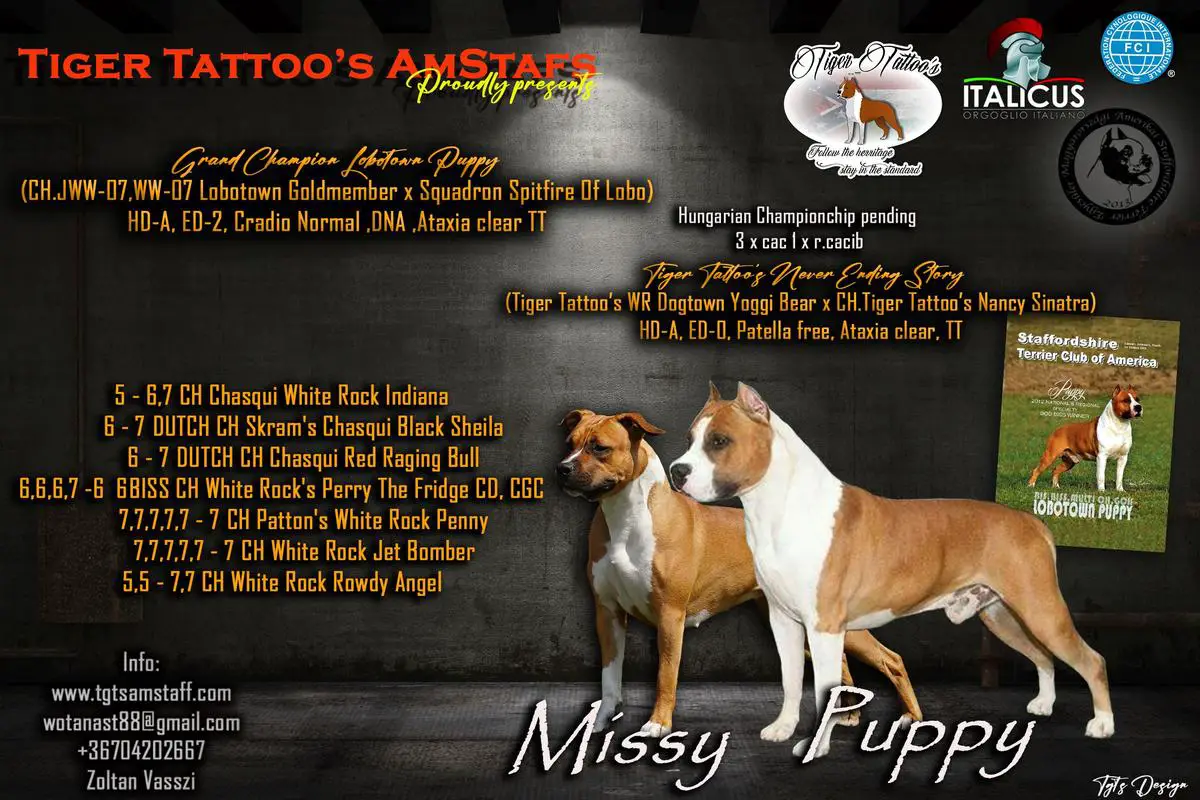 Tiger Tattoo's Victim of Love