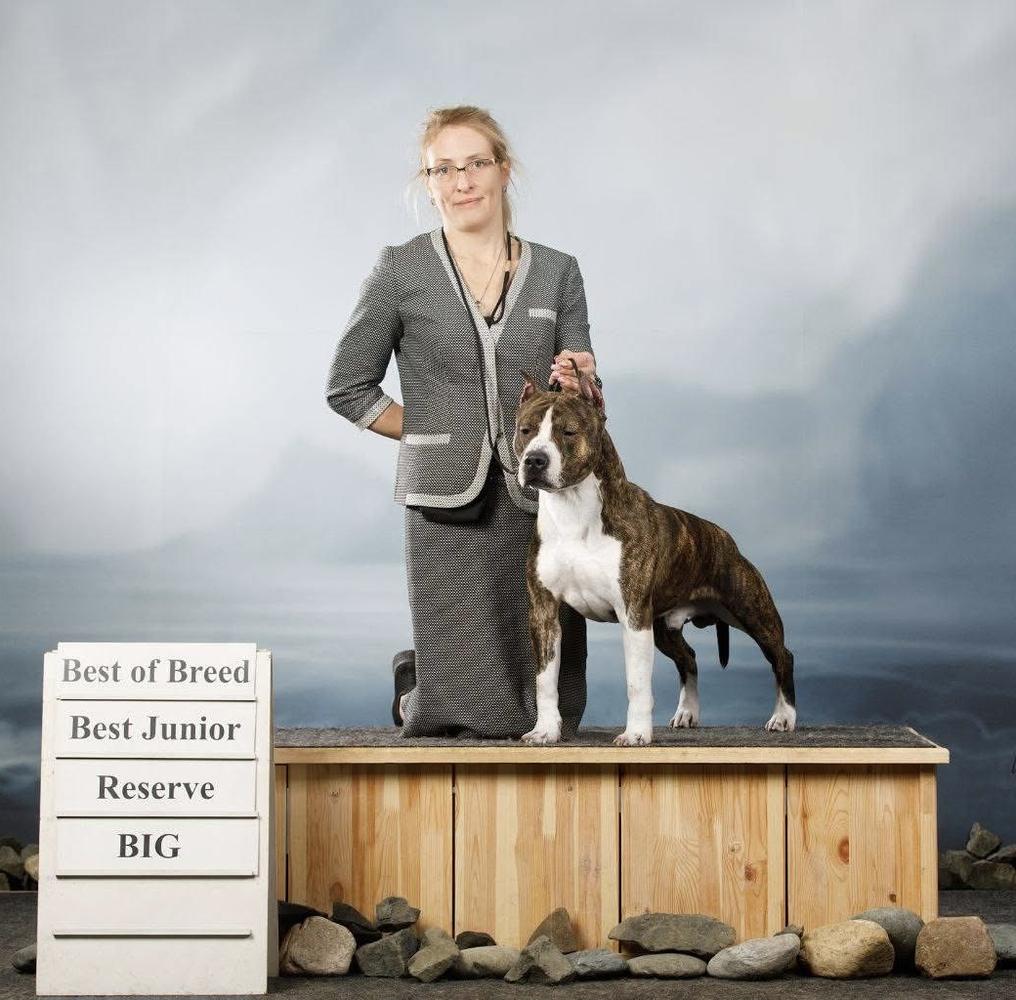 Hery Excellent King Rebel Sand