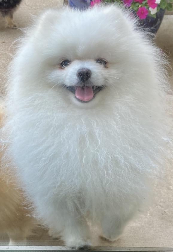 Georgia Peach's Parker Prince of Paradise