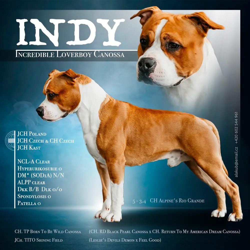 INCREDIBLE LOVERBOY CANOSSA