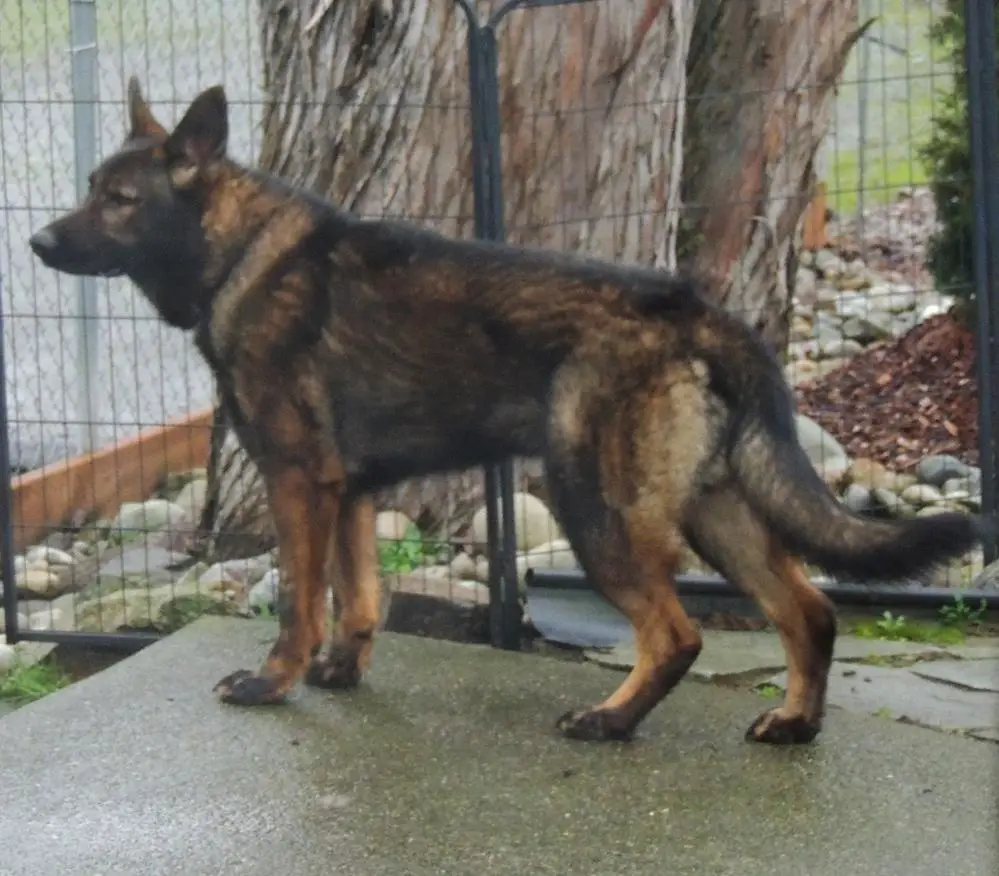 Radikor von Schraderhaus