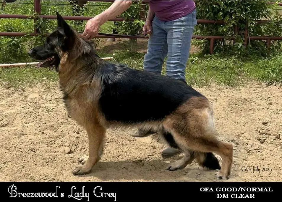 Breezewood's Lady Grey