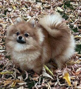 Crown Jewel's Ruby Of Avalon