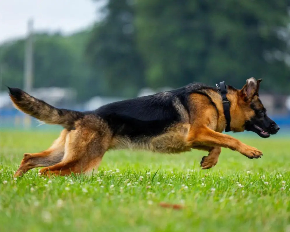 Hollenfeuer's Obsidia Vomrichter