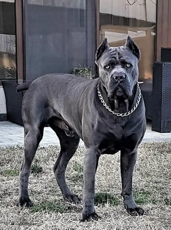 BLUE BREEZ BRONWEN OKROS VELIDAN