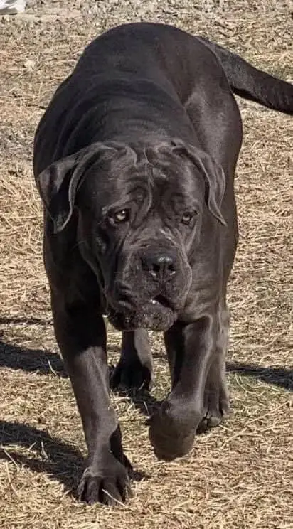 Bo