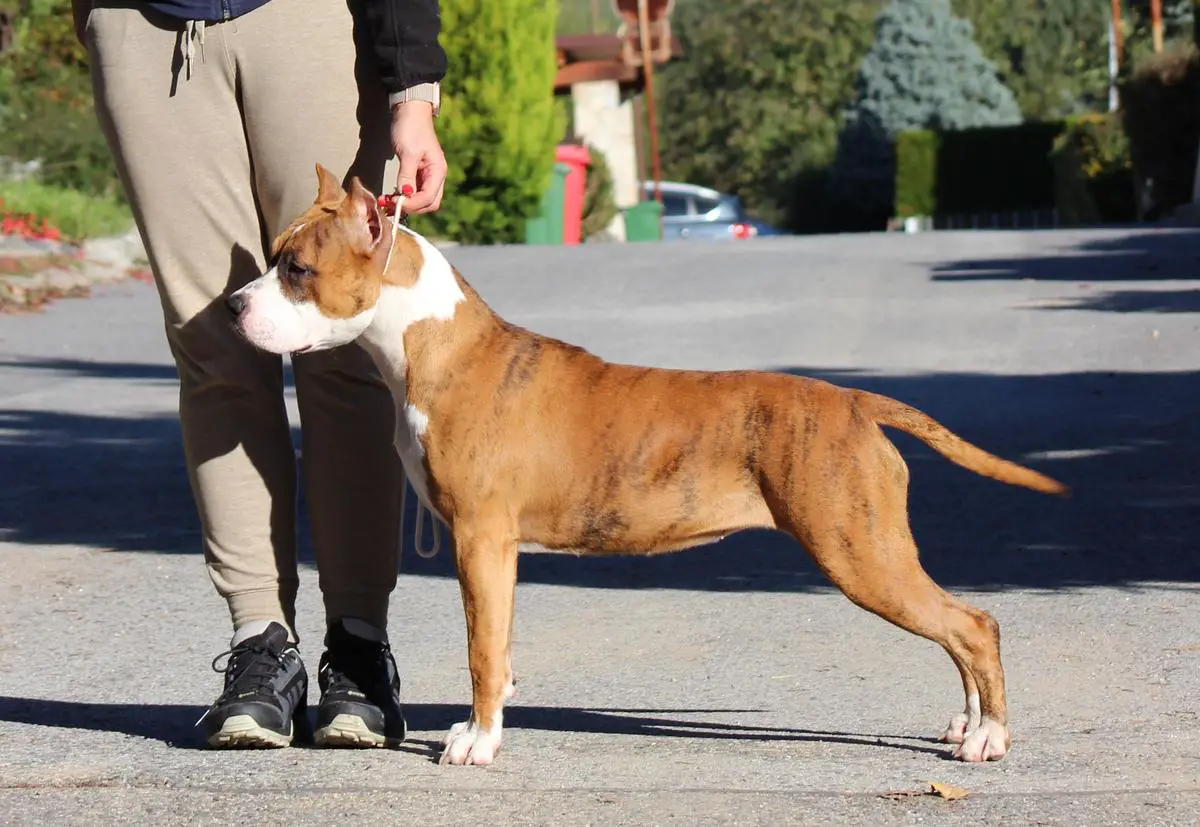 Arabela Princess Fer-staff