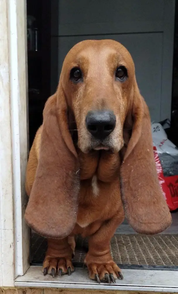 Buddy Benito Legolas Ocana