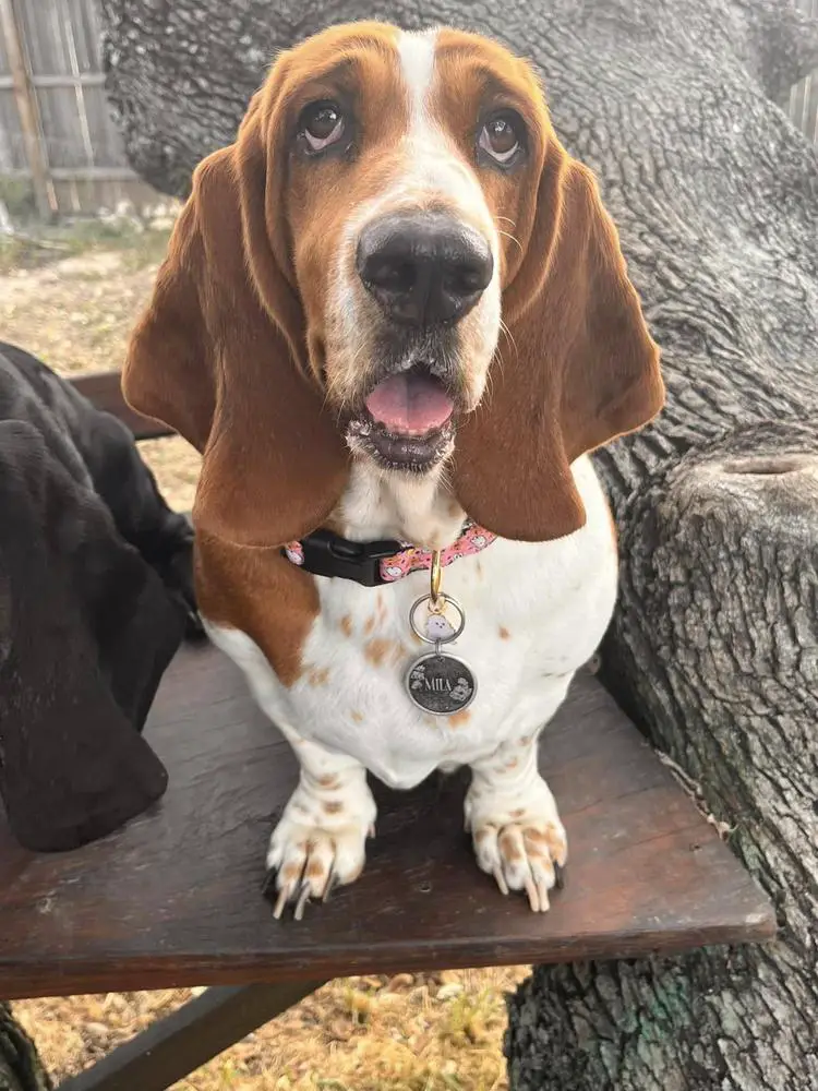 Lilbratzbassets- Mila In Wonderland