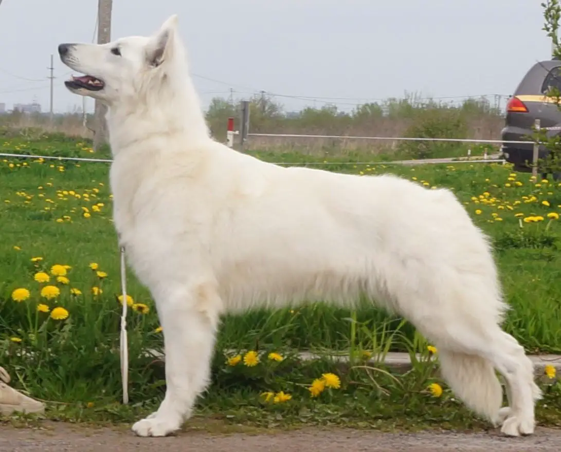 Berezovoy Roschi Metallica