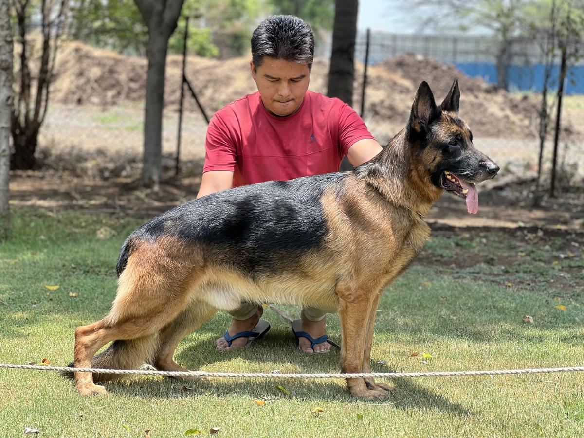 Sammo of Dogmatix