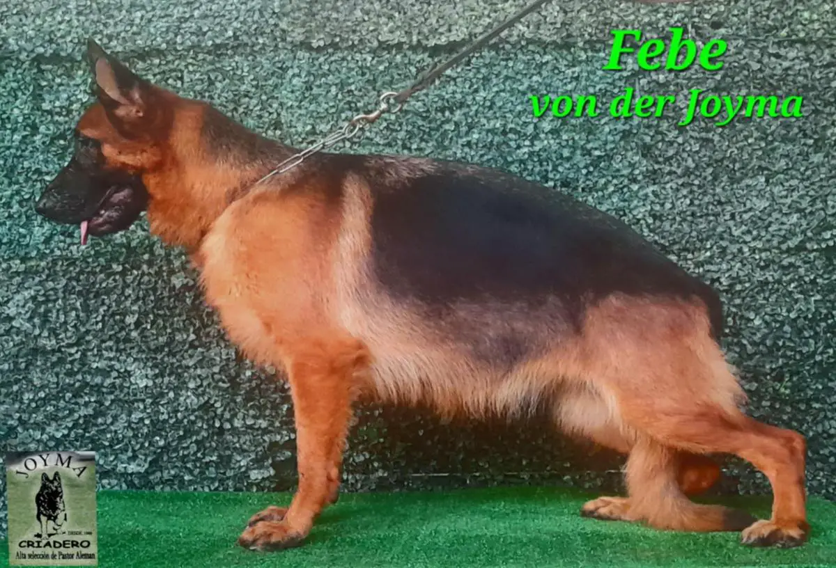 Febe Von der Joyma