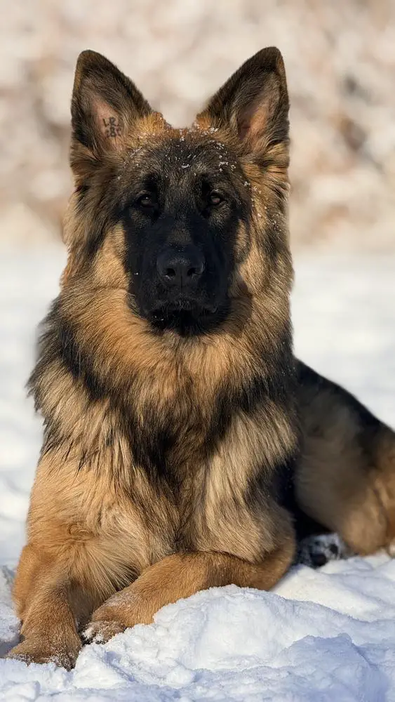 Erben Welt Stern Furman