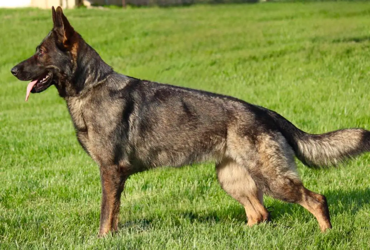 Juna Von Der Weizenfelder