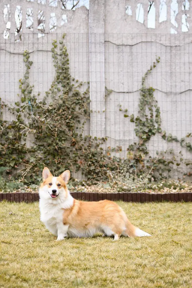 Smokey Of Royal Ramonda