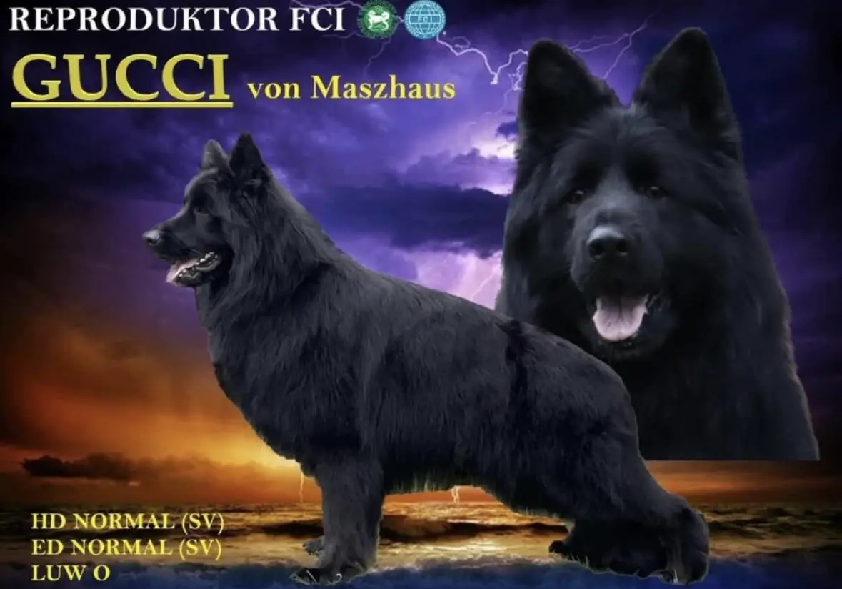 Gucci von Maszhaus